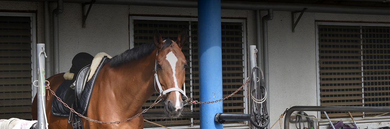クラブ馬紹介 | アスール乗馬クラブ